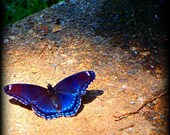 Blue Iridescent Butterfly Flitting on my Doorstep