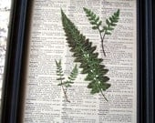 Fern, Floral, Steampunk,  Dictionary Book Art Print, Upcycled Book Page Print, Ferns, Ferns Everywhere 8 X 10 PRINT On VINTAGE Book Page