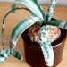 Fabric Spider Plant