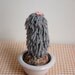 SALE Mini Stuffed Old Man Cactus