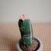 Mini Stuffed Cactus