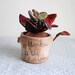 Red Glitter Plant