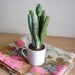 Stuffed Paperwhite Plant