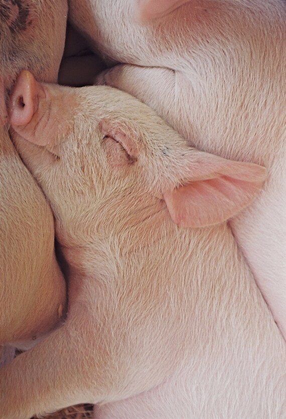 Sleeping Baby Piglet Special Order For Simone 8X10