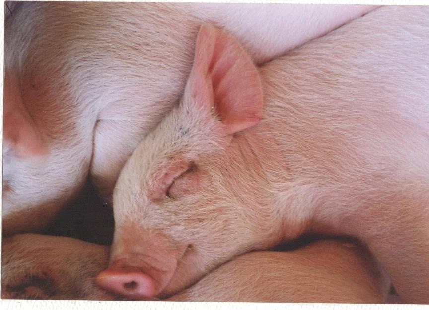 Sleeping Pink Piglet
