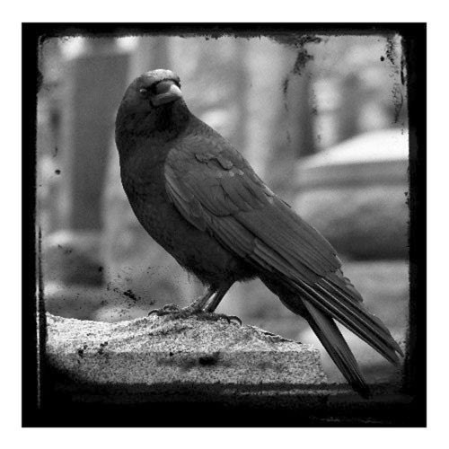 Crow Art Gothic Raven Photograph By Gothicrow On Etsy