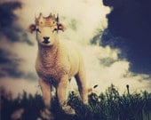 Lamb Art Print, The Little Lamb Prince, 5x7 Inch Print