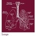 Lungs Anatomy Illustration Tshirt SIZES -S,M,L,XL