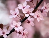 Blossoms - Set of Four Floral Note Cards - Blank Photo Cards - IN STOCK