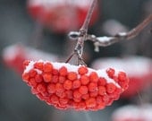 Blanketed - 8x8 Fine Art Nature Photography - Red Mountain Ash Berries under Snow in Winter