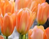 Softly - 8x10 Flower Print - Peach Tulips Art Photograph - IN STOCK