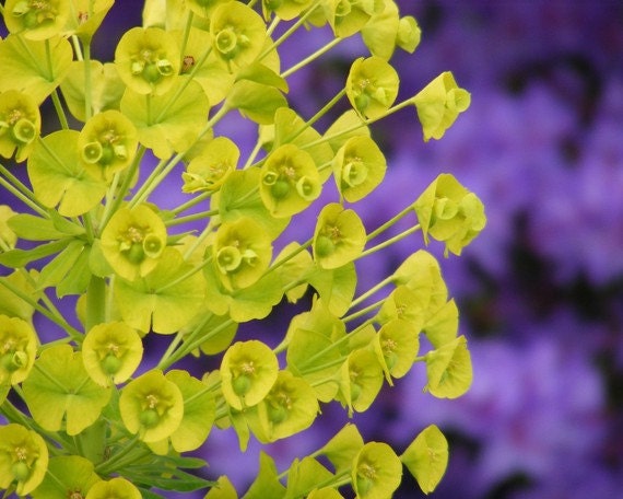 Shocking - 8x10 Nature Photograph - Chartreuse Euphorbia on Purple Background
