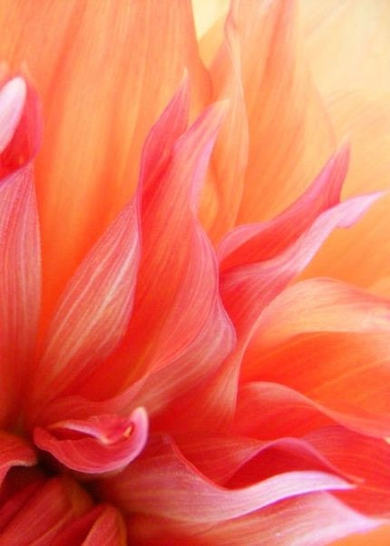 Color Photography - Flames - 5x7 Fine Art Print - Abstract Floral Photo - Red Orange Dahlia Petals - IN STOCK