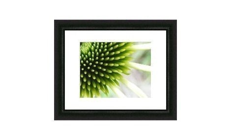 Photography - Touch - 8x10 Abstract Art Photography - Lime Green Coneflower Print - IN STOCK