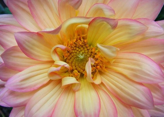 Edged - 5x7 Floral Art Print - Pastel Pink and Yellow Dahlia Photograph - IN STOCK