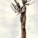 enduring - tree couple print