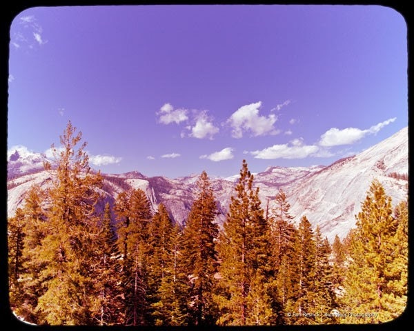 Trees along the Half Dome Trail - 8 x 10 Fine Art Photograph Print