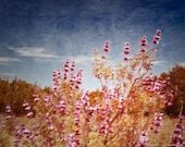 Desert Purple Sage - 8 x 10 Fine Art Photograph Print