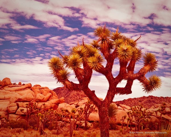 Joshua Tree Scene 04 - 8 x 10 Fine Art Photograph Print