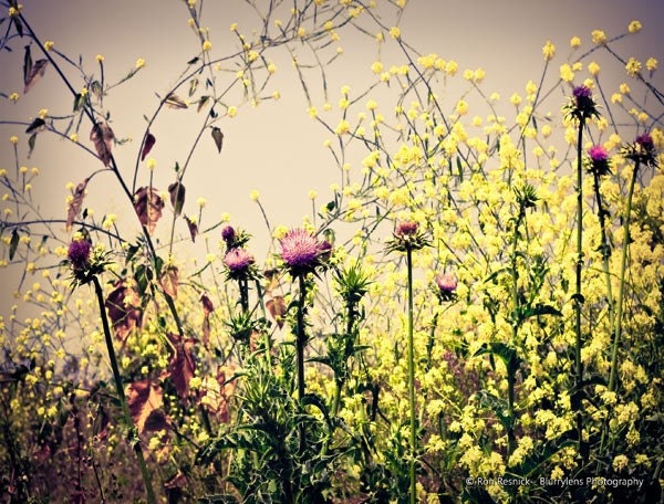 Thistles of the Arroyo Seco - 8 x 10 Fine Art Photograph Print