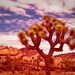 Joshua Tree Scene 04 - 8 x 10 Fine Art Photograph Print