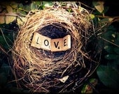 Love Nest 5 X 7 Photo