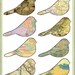 Birds of the world maps printable PDF epattern Graphic Scrapbook Decoupage T2T SSODS