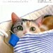 Kawaii Neko Cats Handmade Goods - Japanese Craft Book