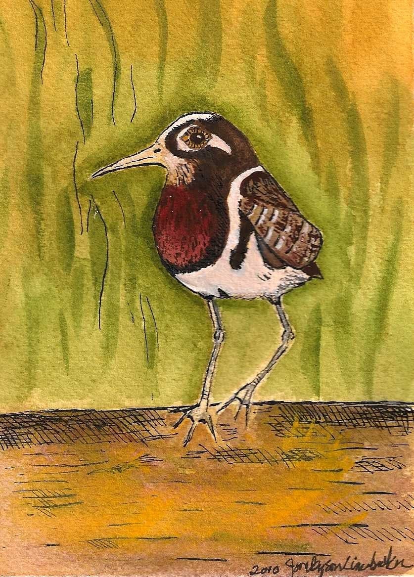 Painted Snipe - Original Watercolor 5 X 7 inches