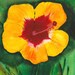 Hibiscus Flower - Original Watercolor