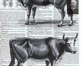 Cows.Antique French  Book PagesPrints / Vintage Farm Animals, Buy 3 get 1 FREE, gift, home decor, affordable.mixed media, paper.fathers day