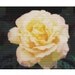 Peace Rose, pattern for loom or peyote