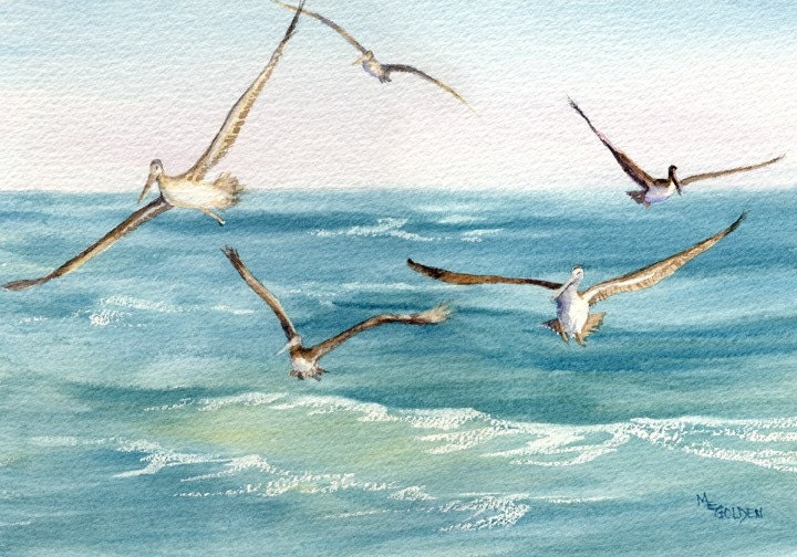 5 Pelicans Following the Ferry wake and fishing giclee