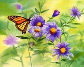 Monarch butterfly on blue asters