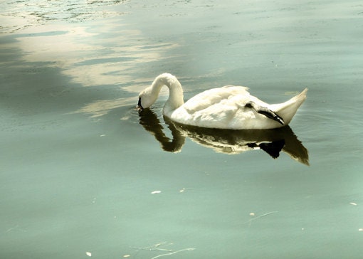 Swan Photo, zen, bathroom art, bird photo, photos of water,  teal, white - Sip and Drift 5x7 - SeeLifeShine