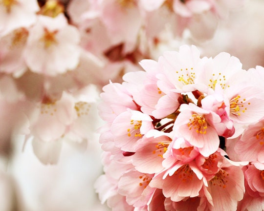 spring photo, cherry blossom photo, Spring Decor, cherry blossom art, pink & yellow decor, girls room decor