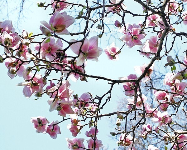 Magnolia print, nature photography, flower art, tree photography, spring blossoms, magnolia photography, blue and pink decor