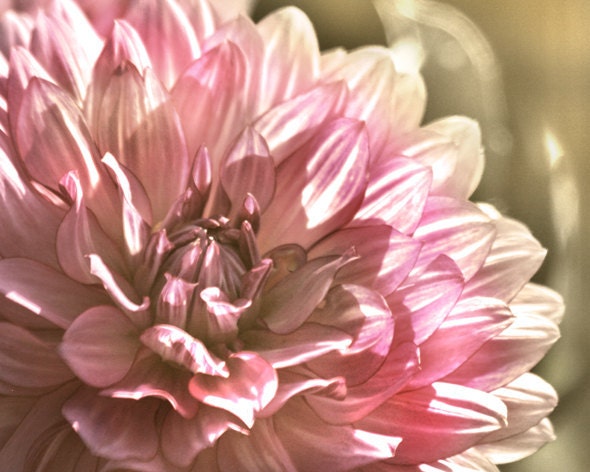 photo SALE, Flower Photography, nature photography, Dahlia photo, magenta decor -  With All My Heart -  8 x 10 Photo Print