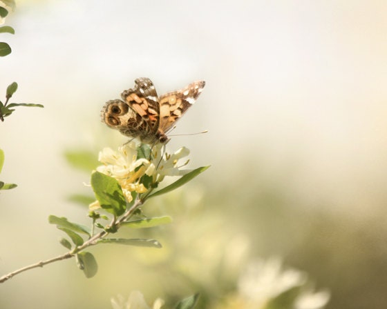 Butterfly Picture,  Landscape photography, zen decor, yellow, green, rust - Free to Fly, 8x10