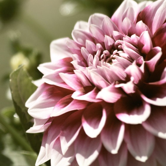 nature photography, flower photography, dahlia picture, dahlia photo, mauve,  home decor -  Only for a Moment - 8 x 8