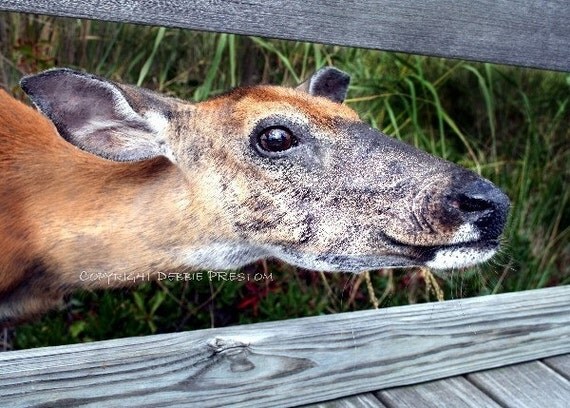 Deer print, cute animal, nature photography, forest friend, woodland animal - The Sweetest Visitor, 5x7