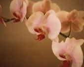 Orchid Hearts  - Fine Art Limited Edition Polaroid Giclee Print - Botanical, Floral, Garden Room
