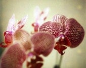 Seduction - Fine Art Limited Edition Polaroid Giclee Print - Orchid, Pink and Green, Botanical Art, Garden Home Decor