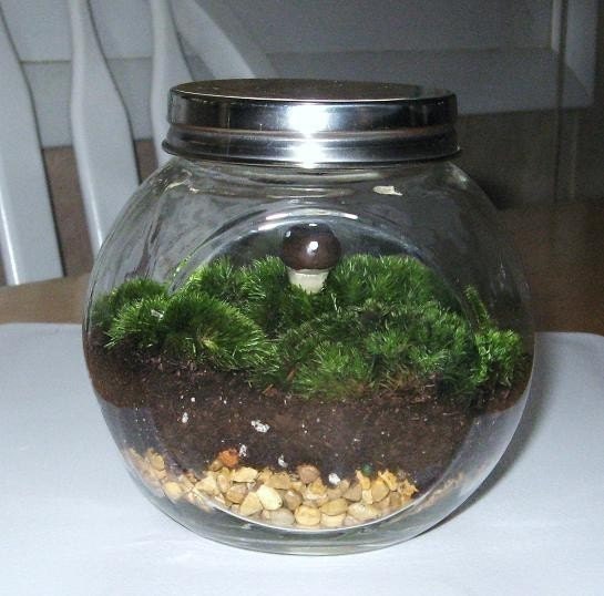 Terrarium Kit, DIY Comes Complete with Jar and Handmade Mushroom,  Great Gift Idea