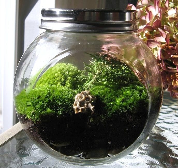 Office Terrarium