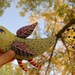 Green Bird with Wired Feathers
