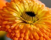Calendula Herbal Salve
