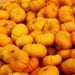 Miniature Pumpkins Fall Harvest Fine Art Photography Print
