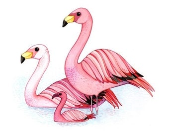Flamingo family