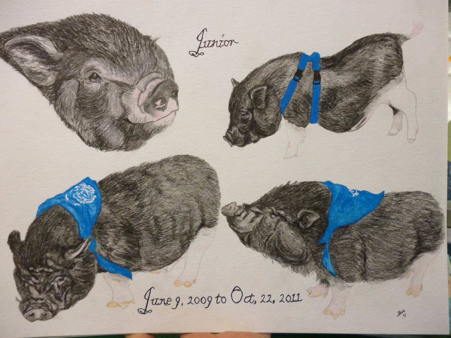 Pet Portrait Junior the Pot Bellied Pig Collage Original 18 x 24 inches Watercolor Memorial by Pigatopia shannon ivins